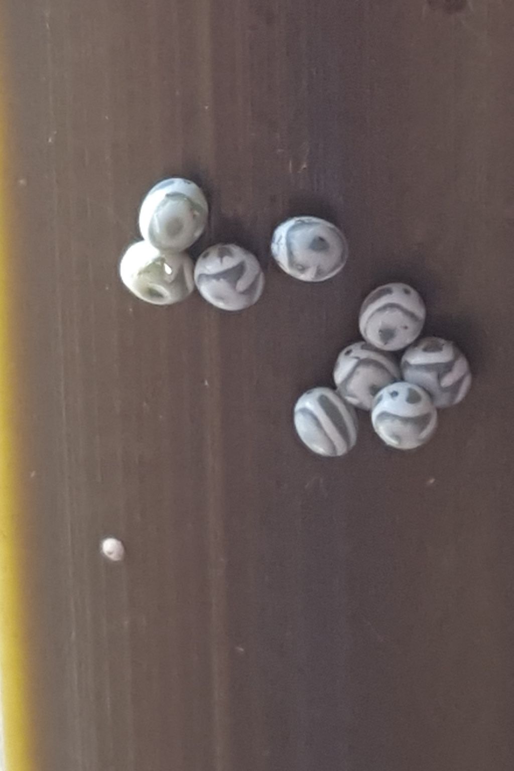 Gastropacha quercifoglia : uova?